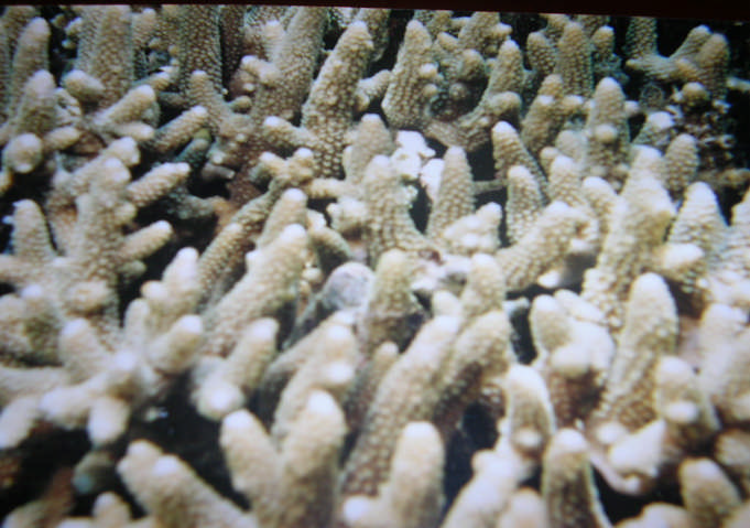 bercabang (Acropora branching) dan karang batu (coral massive) tumbuh dominan di sekitar Pulau Pamegaran.