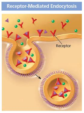 Endositosis Reseptor Terfasilitasi Dianggap bentuk lain
