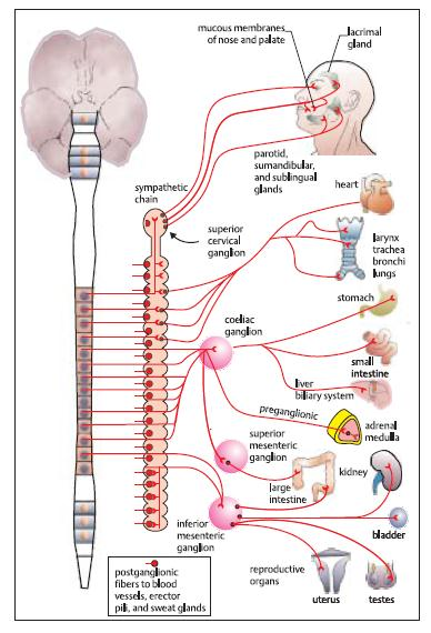 Jaras sistem saraf simpatis Gambar 12. Jaras simpatis 10 Sistem saraf simpatis dimulai dari medula spinalis segmen torakolumbal (torak 1 sampai lumbal 2).