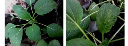 Sa idah et al., Ketahanan Lima Tanaman Sawi Hijau (Brassica juncea L.) 16 Gambar 3.
