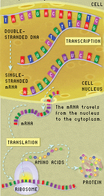 Analisis Restriksi DNA: -Teknik paling sederhana - DNA diisolasi dari sel-sel hasil transformasi DNA asing yang telah ditumbuhkan dalam media selektif - Selanjutnya DNA dipotong dg enzim restriksi