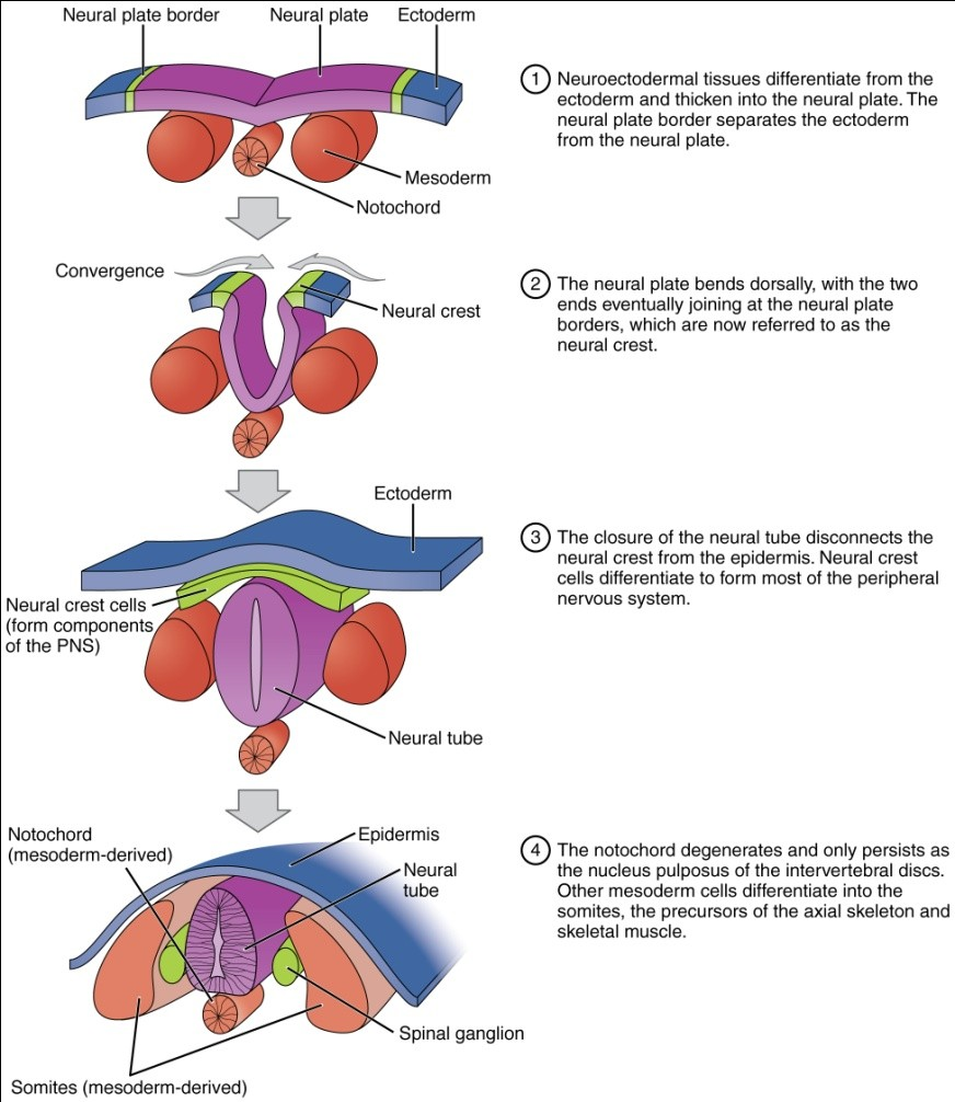Gambar (di nomerin ya de)...: Neurulasi primer. Pembentukan neural tube pada embrio ayam atau pada mamalia (Winslow, 2001) Pada Gambar.. menunjukkan neurulasi primer pada Aves maupun pada Mamalia.