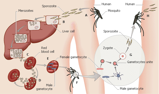 b). Fase gametogoni yang menyebabkan seseorang menjadi sumber penularan penyakit bagi nyamuk vektor malaria.