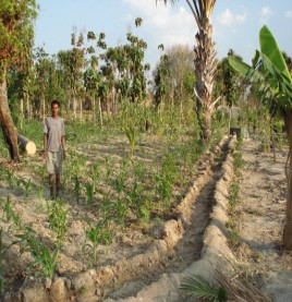 terpadu dengan komoditas jagung hibrida, sayuran, pakan ternak dan jarak pagar seluas 5 ha di Desa Bayan,