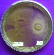 Lisis yaitu miselium dari agens antagonis mampu menghancurkan dan atau memotong-motong miselium dari patogen, sehingga pada akhirnya menyebabkan kematian pada patogen tersebut (Gambar 4A).