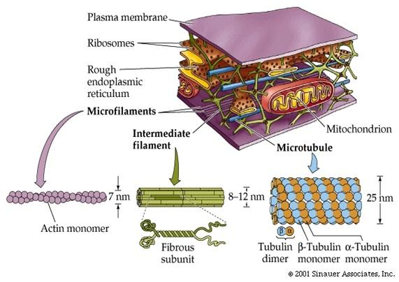 Gambar 1.12 : mitokondria a. Mikrotubulus Mikrotubulus tersusun atas molekul protein tubulin. Ada dua jenis protein tubulin penyusun tubulin, yaitu tubulin α dan tubulin β.