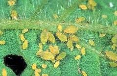Aphis glycines Tanaman yang diserang : Tanaman Tembakau Gejala serangan : menyebabkan daun berkerut/keriting,