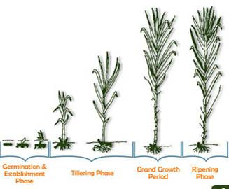bagi pertumbuhan tanaman tebu. Kondisi tanah demikian akan menghambat penyerapan hara oleh akar tanaman tebu (Sudiatso, 1999).