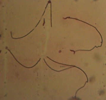 viabilitas spermatozoa tikus.