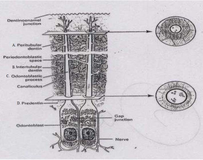 Prosessus odontoblas merupakan perpanjangan sitoplasma dari odontoblas.