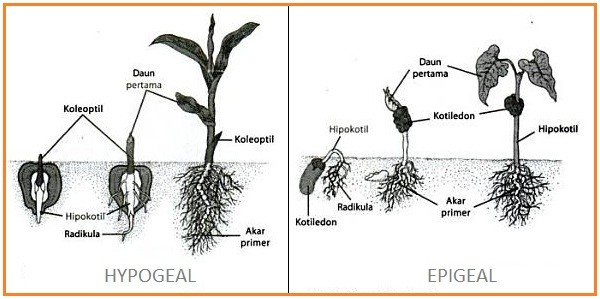 Sumber: http://biologigonz.blogspot.com/010/0/faktor-pertumbuhan-tanaman.html Perkecambahan dipengaruhi oleh faktor dalam dan faktor lingkungan.