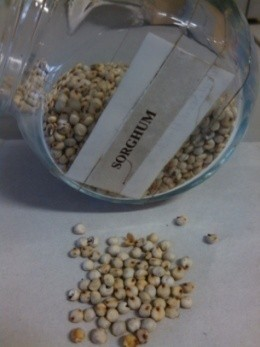 Malik (011), biji gandum berbentuk oval dengan lipatan di bagian tengahnya, sehingga terlihat seperti biji dikotil.