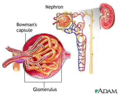 1. Badan Malphigi: - Glomerulus: anyaman pembuluh-pembuluh kapiler darah, pembuluh tersebut membawa darah yang akan disaring menjadi urine.