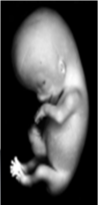 3. Periode Fetal Berlangsung dari 2 7 bulan setelah pembuahan Tiga bulan setelah pembuahan: panjang 3 inci, berat 1 ons, janin mulai aktif menggerakkan bagian-bagian tubuhnya, sudah dapat