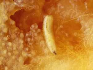 16 Gambar 2. Larva Bactrocera sp. Sumber : http://www.entomol.nchu.edu Pupa berwarna coklat tua, berbentuk oval dengan panjang 5 mm dan tidak bergerak.