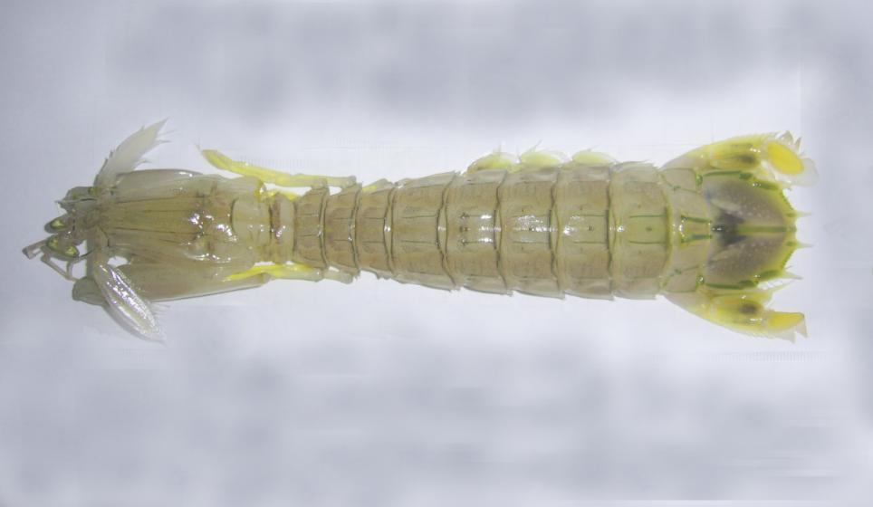 5 Gambar 1. Morfologi udang mantis (Harpiosquilla raphidea) 2.2 Kandungan Gizi Udang Udang seperti komoditas perikanan lainnya, kaya akan kandungan gizi.