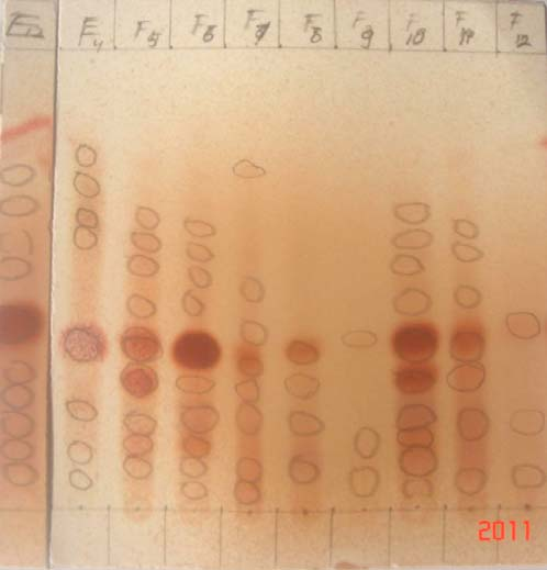 20 dalam metanol air 1:1 pada plat KLT yang telah dielusi dengan eluen terbaik yaitu campuran kloroform:metanol:air (70:20:2). Hasil uji kualitatif fraksifraksi hasil kolom ditunjukkan pada Gambar 7.