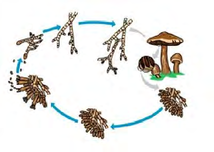 2.5.2 Siklus Hidup dan Syarat Pertumbuhan Jamur 3 4 2 1 Gambar 2.6 Siklus Hidup Jamur Tiram Tahap-tahap pertumbuhan jamur tiram dalam Ir.Padmiarso M. Wijoyo (2011) adalah sebagai berikut : 1.