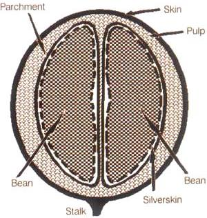 8 Anatomi buah kopi (Widyotomo, 2013) dapat dilihat pada Gambar 1. Kulit cangkang Kulit luar Kulit buah Biji Tangkai Kulit ari Biji Gambar 1.