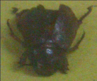 2. (Coleoptera:
