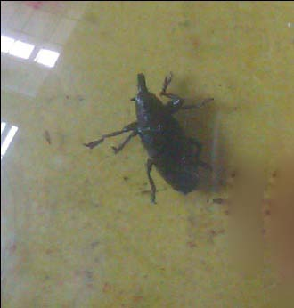Coleoptera: