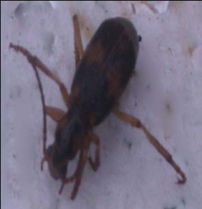 4. ( Coleoptera