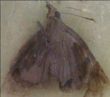 Papilionidae) 