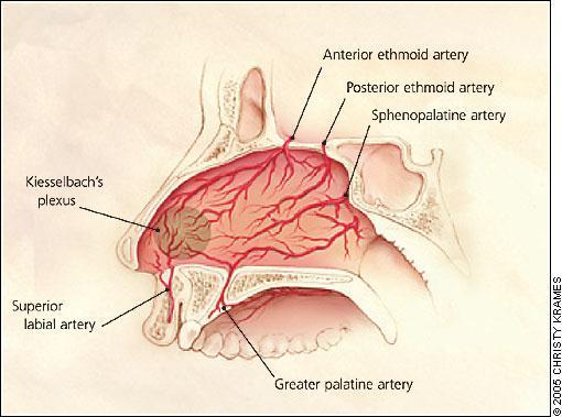 Anatomi perdarahan
