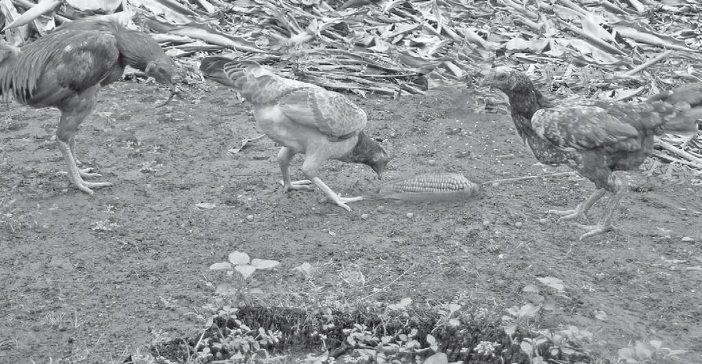 makanan, baik berupa daging maupun tumbuhan. Contoh hewan omnivora antara lain ayam dan tikus. Sumber: www.indianchimneyfarm.com Gambar 4.