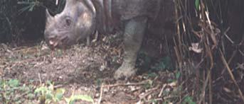 Individu badak jantan yang baru berumur kirakira 11 bulan sudah mempunyai cula sepanjang 5-7 cm. (a) (b) Gambar 1.
