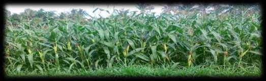 PERTANIAN 6 Pada tahun 2008 Bupati Bondowoso mengeluarkan gagasan budidaya pertanian berbasis pupuk organik, yaitu melalui sistem manajemen terpadu yang menghindari penggunaan pupuk buatan, pestisida
