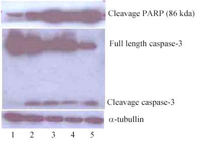 Gambar 4. Analisis Western blott deteksi apoptosis (cleaved PARP) dan pengamatan aktivasi caspase effektor capase-3.