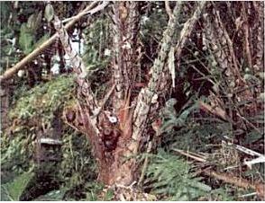 tanah. Sedangkan batang salak pondoh termasuk pendek dan hampir tidak kelihatan secara jelas, karena selain ruas-ruasnya padat juga tertutup oleh pelepah daun yang tumbuhnya memanjang (Santoso, 1990).