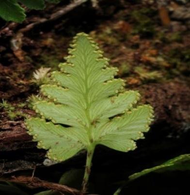 Drynaria quersifolia merupakan tumbuhan yang memiliki perawakan herba serta berhabitat ditempat lembab dan epifit pada tumbuhan lain.