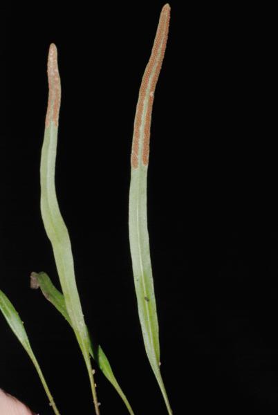 : Pyrrossia Spesies : Pyrrossia lanceolata Pyrrossia lanceolata memiliki perawakan herba dan dan tumbuh menempel pada tumbuhan lain atau epifit.