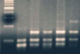 Gambar 3. Posisi Penempelan Primer (cetak tebal) pada Sekuen Gen β-laktoglobulin nomor akses GenBank X14710. Terjadi Mutasi pada Situs Pemotongan HaeIII (GG CC) pada Posisi 102.