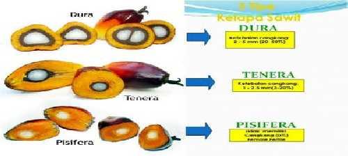 2.3. Jenis Kelapa Sawit Ada 3 jenis kelapa sawit yaitu dura, tenera, pisifera.