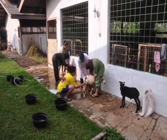 PBBH domba Ekor Tipis (136±12 ab gram/ekor/hari) lebih tinggi dibandingkan domba garut (99±38 b gram/ekor/hari) (Farid, 2012). Kisaran PBBH tersebut sesuai dengan kisaran PBBH di Indonesia.
