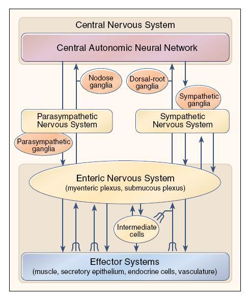20 Gambar 2.6 Hubungan Antara Sistem Saraf Pusat dengan Sistem Saraf Enterik (Sumber: Gojal RK, Hirano I. The enteric nervous system. The New England Journal of Medicine. 1996.
