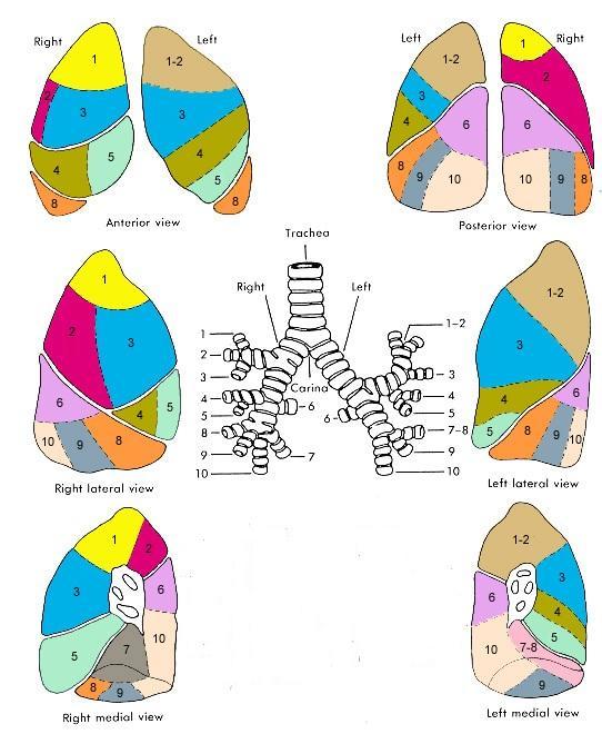 5 Gambar 2. Paru-paru (Putz ddk, 200) Keterangan: Paru kanan Paru kiri Upper lobe; Lower lobe; Upper lobe;. Apical 6. Superior -2. Apical- posterior 2. Posterior 7. medial basal 3. Anterior 3.