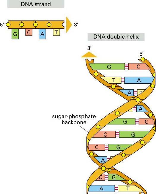 52 A B Gambar 1 Pembentukan secara skematik struktur dsdna dari gula fosfat sebagai backbone dan basa nukleotida (A). Bentuk skematik double-helix DNA (B).