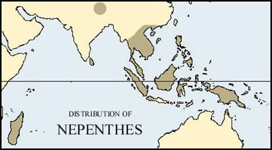 Mansur - Tinjauan Ulang Nepenthes di Indonesia Gambar 1. Peta penyebaran Nepenthes di dunia dan tertinggi 29,12 µmol/m 2 /s dengan rata-rata sebesar 11,07 µmol/m 2 /s (Mansur, 2012a).