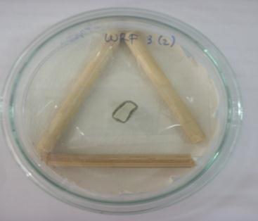 29 yang lembap maka aquades steril diteteskan pada kertas saring. Slide Culture yang berisi fungi isolat RY kemudian diinkubasi selama 3-4 hari di suhu ruangan (27 0 C). Gambar 3.