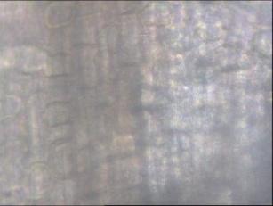 chrysosporium dapat dilihat pada Gambar 18. (a) (b) (c) (d) Gambar 18.