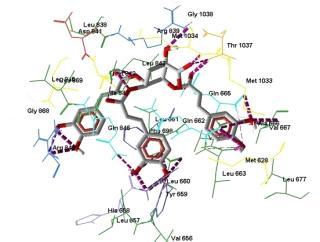 Diketahui 34 residu asam amino yang terpengaruhi oleh ligand YGM-0d yaitu Ala 666, Arg 839, Arg 845, Arg 849, Asp 841, Cys 869, Gln 662, Gln 665, Gln 640, Gln 846, Gln 1038, His 658, Ile 844, Ile