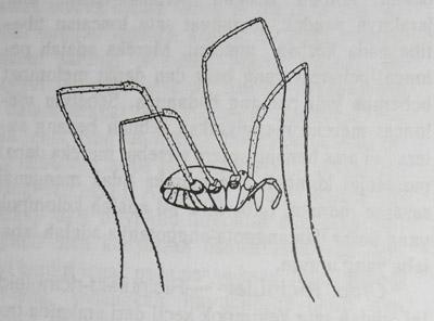 Keterangan: a: Tungkai panjang c: Mandibel b: Abdomen Arachnida ini mempunyai tubuh yang membulat atau bulat telur.