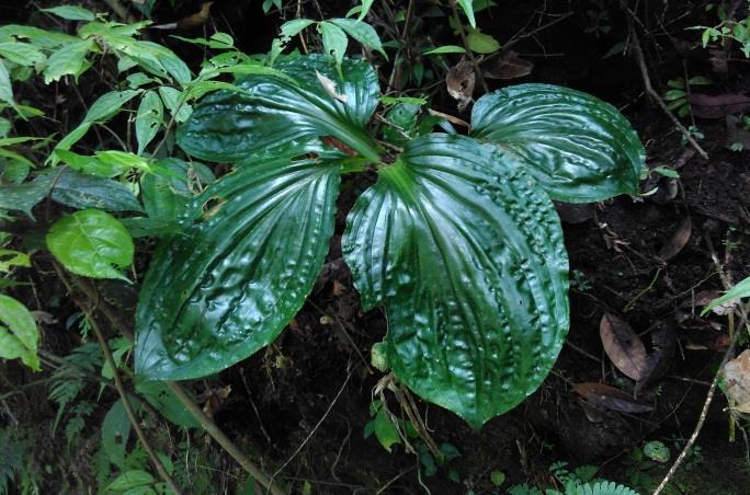 9. Liparis rhedii Tumbuhan ini ditemukan pada daunnya saja, sehingga orang-orang pasti tidak akan mengira kalu tumbuhan ini termasuk ke dalam famili orchidaceae.