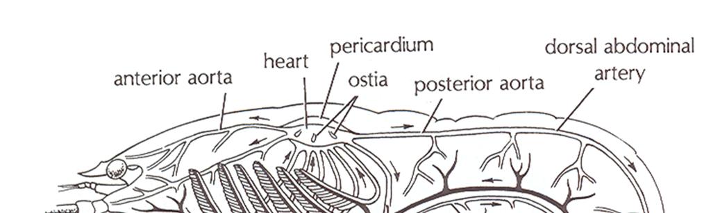 Sistem peredaran darah semi terbuka pada lobster Jantung mendorong hemolymph melalui arteri-arteri anterior