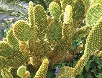 20 Tumbuhan putri malu mengatupkan daunnya jika tersentuh d. Kaktus Kaktus merupakan tanaman yang hidup di daerah panas. Batang kaktus tebal dan berlapis lilin.