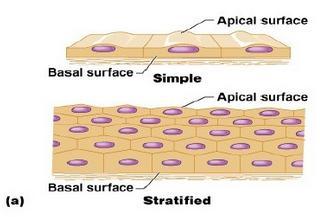 tersusun sangat rapat antara satu dengan yang lainnya lapisan sel selalu menghadap ke permukaan Jaringan epitelium